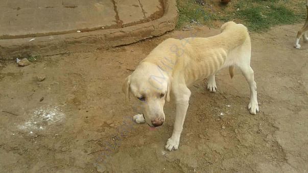 YOGI on the day of rescue