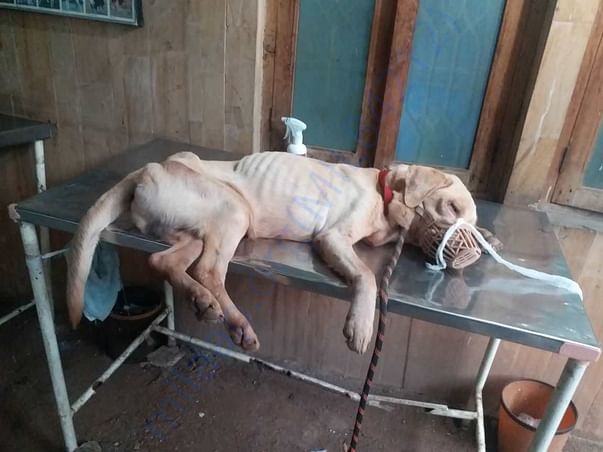 Yogi when admitted