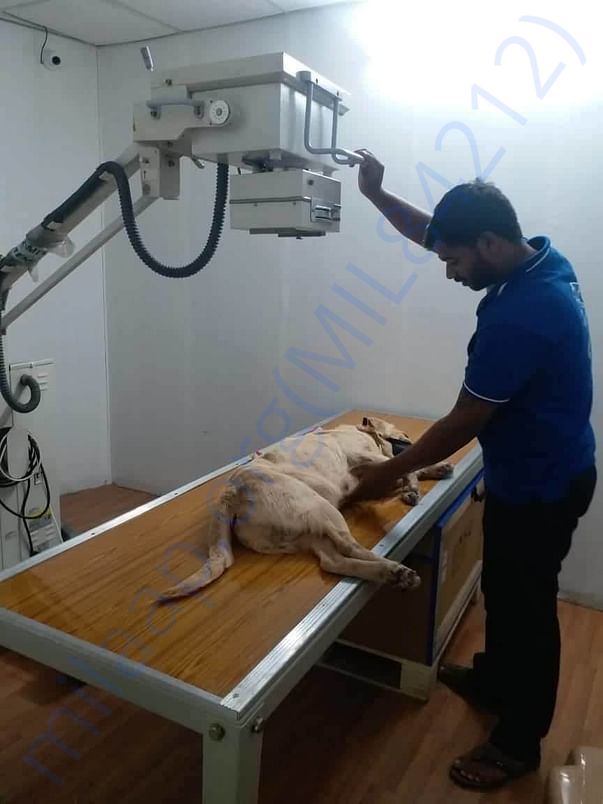 Yogi at the time of xray