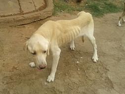 Help 8 year old Labrador to recover from acute diabetes