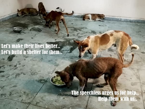 Donate to build animal shelter and hospital