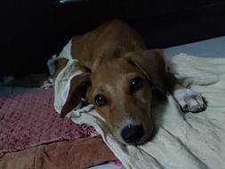 Help Maple to stand again!!