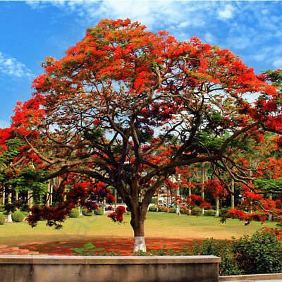 Gulmohar