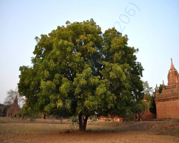 Neem