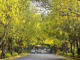 Amaltas adding beauty to the bustle in the streets