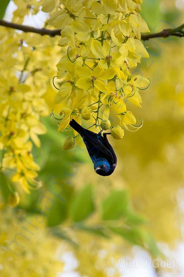 By donating you also support creating homes for many species of birds