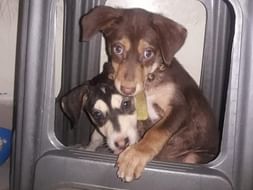 Help Choco & Husky to fly