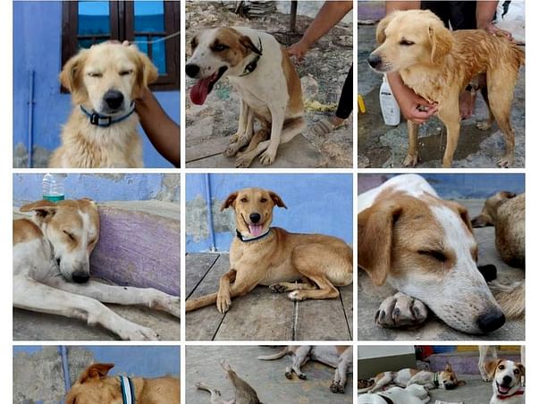 Monthly sponsor for Shelter Animals