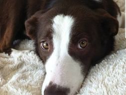 Help Us Get Our Dog Treated