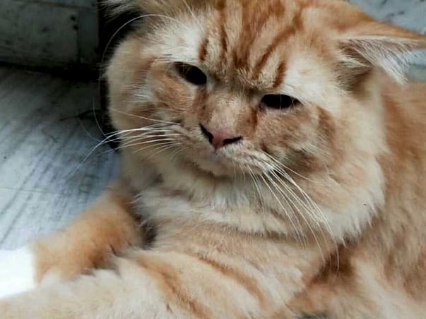 Help A Tabby Cat Get A Better Future
