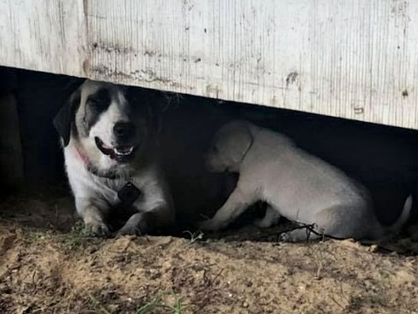 Help Rescue Abandoned Dogs In Delhi-NCR