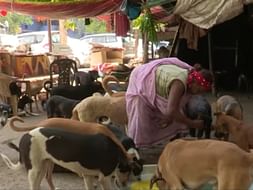 HELP DOG LADY OF INDIA