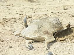 Help Dying cows and help with Food ,water and Doctors