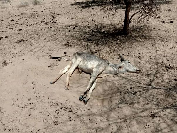 Help Dying Cows in India with Food, Water, and Doctors