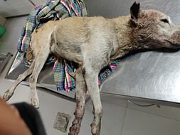 She wants to live. Will you help her?