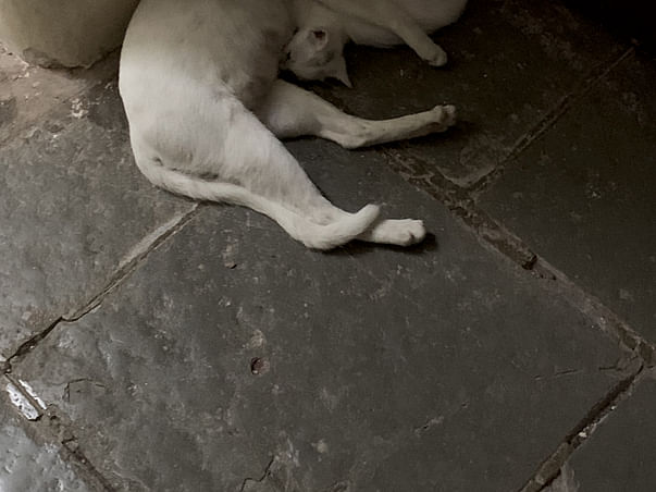 Help required to make shelter and provide food for stray animals