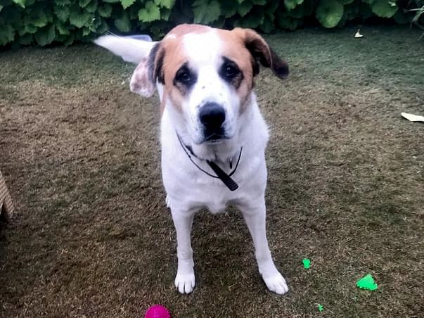 Help Abandoned Bruno
