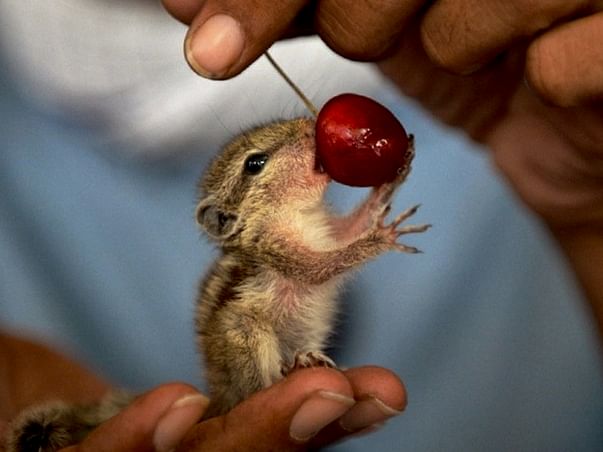 Save Nature , Save Animals