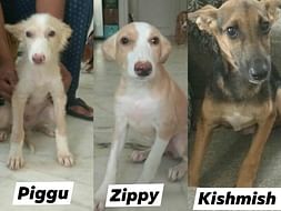 Help Piggu, Zippy, Kishmish fly to New Jersey, USA