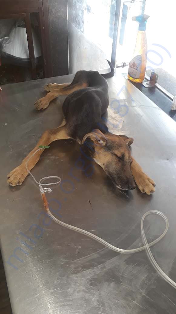 Kishmish during Parvo treatment