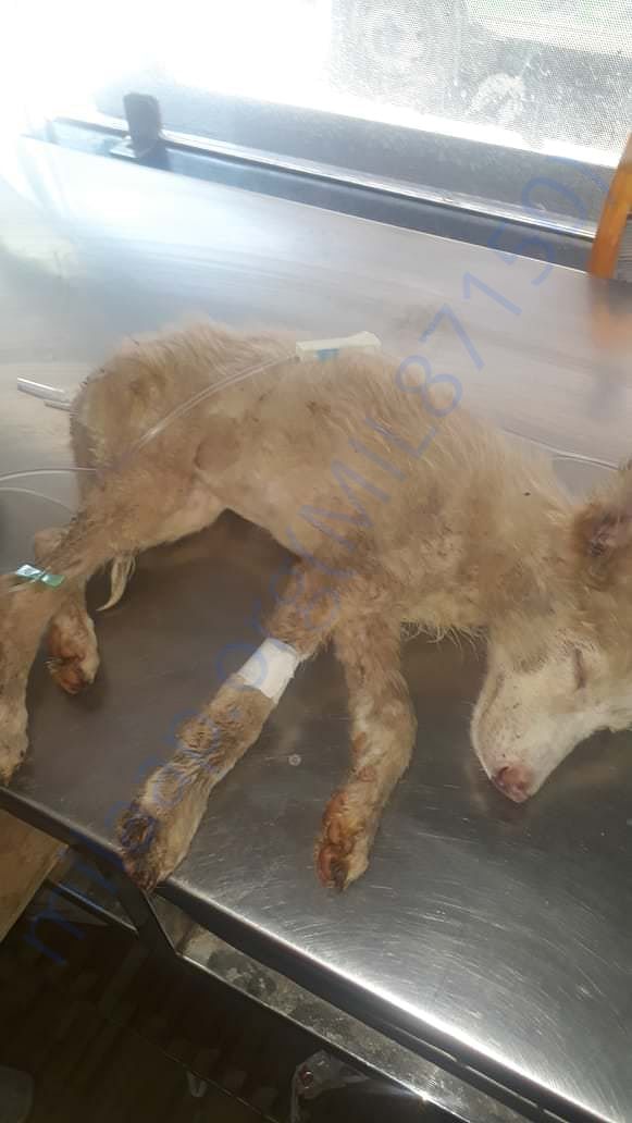 Piggu during Parvo treatment