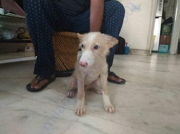 Piggu at Paws Pet Boarding