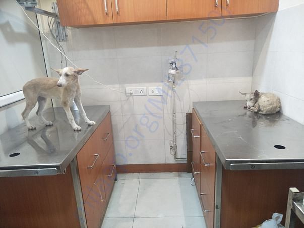 During tick fever treatment at Anand's Pet Clinic