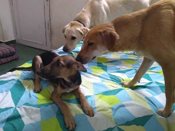 Kishmish at Paws Pet Boarding