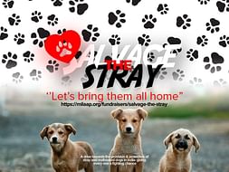 Salvage The Stray