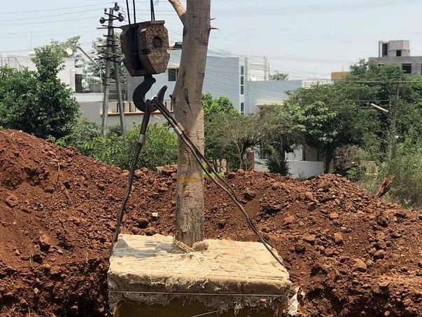 Fund Tree Transplant before its Chopped Down for Concrete