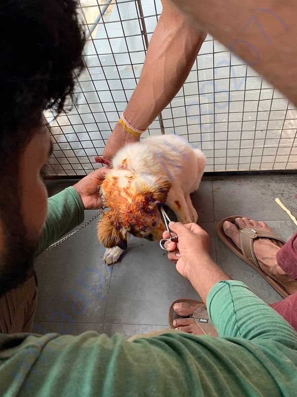 Found on the road, ongoing treatment of my abandoned friend