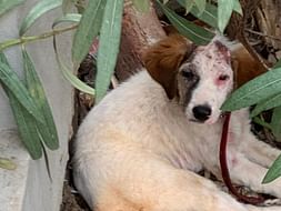 Humanity Raising Towards the Protection of Animals. New Evolution😊