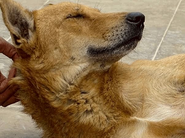 Join Us To Support Stray Dogs