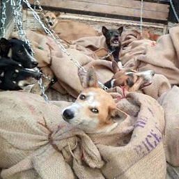 Rescued from illegal dog meat suppliers.
