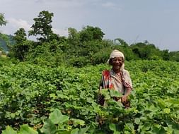 Support during COVID -19: cotton farmers