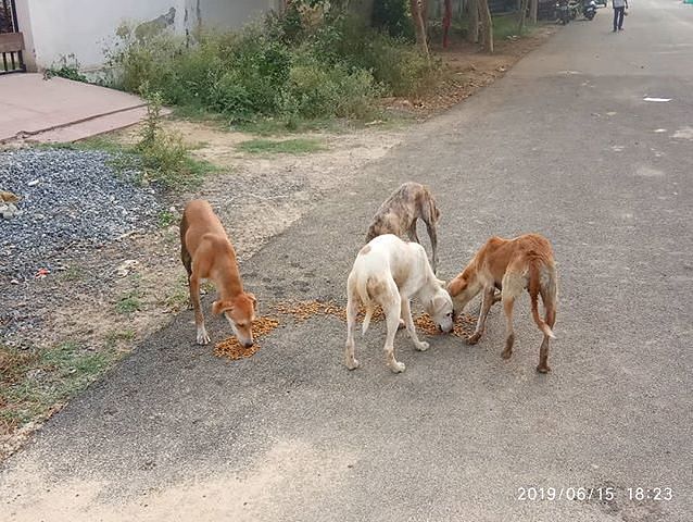 download free feeding stray dogs
