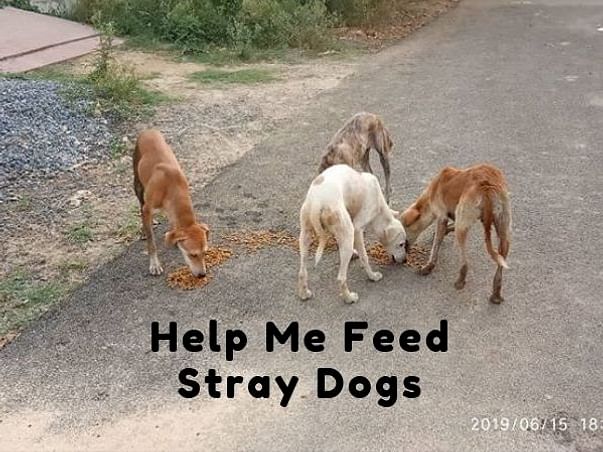 Help Me Feed Stray Dogs