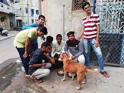 For Animals food