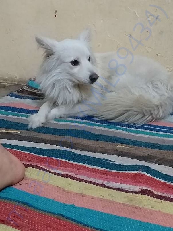 You can see the sadness in Romi's eyes