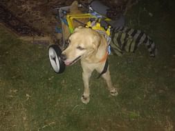 Help Our Strong Willed Rambo Walk Again