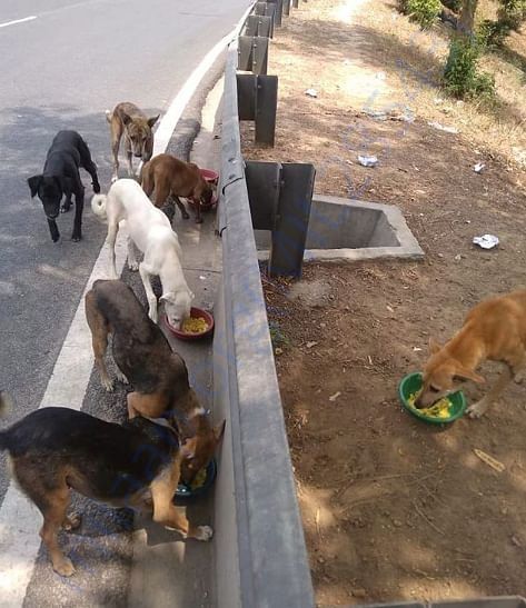 Daily Brunch along the Delhi-Noida Expressway