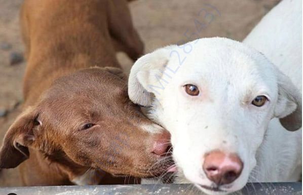 Nutmeg and Nanuk (captured by Priam)