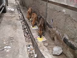 Help Me Feed Street Dogs