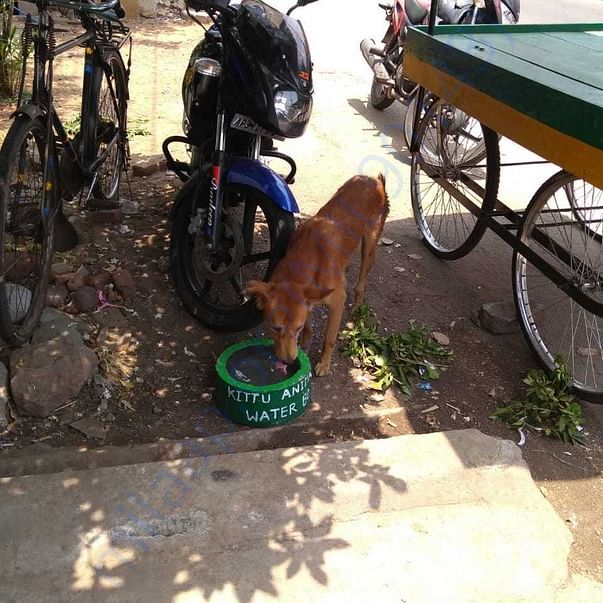 Dog near the Juice shop happy to drink Water