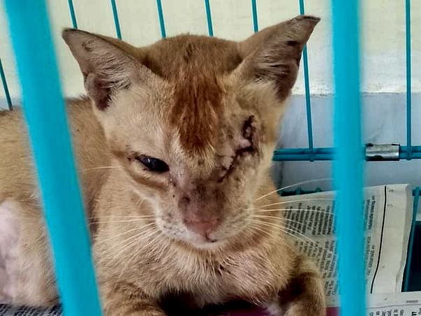 Help Blind Daisy and Her Kittens Survive