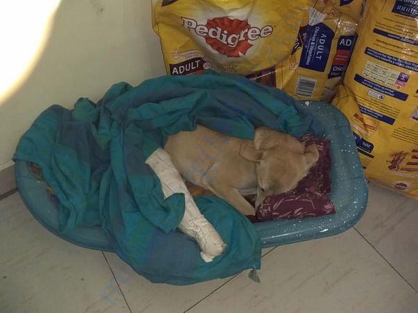 Poppy's fractured leg