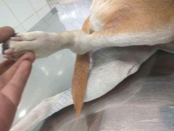 First vet visit for fracture assessment