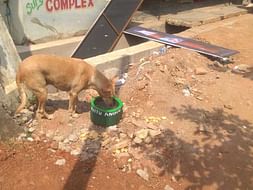 Help us provide India's Stray animals with Water Bowls
