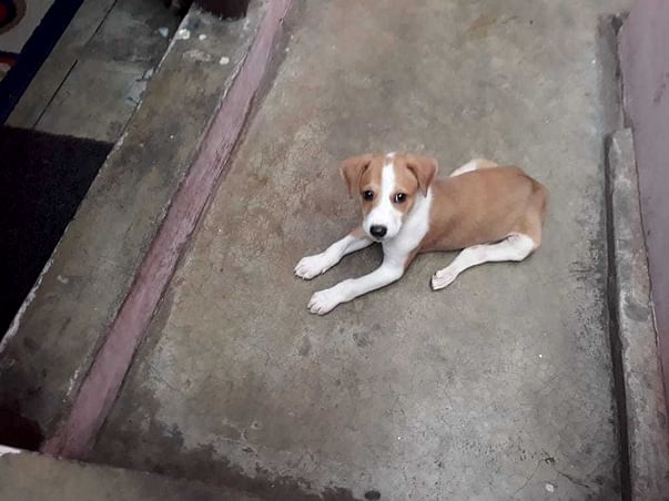 Support Kamlesh To Build A Shelter!