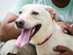 *Help our Hero find his wings and fly to his forever home!*